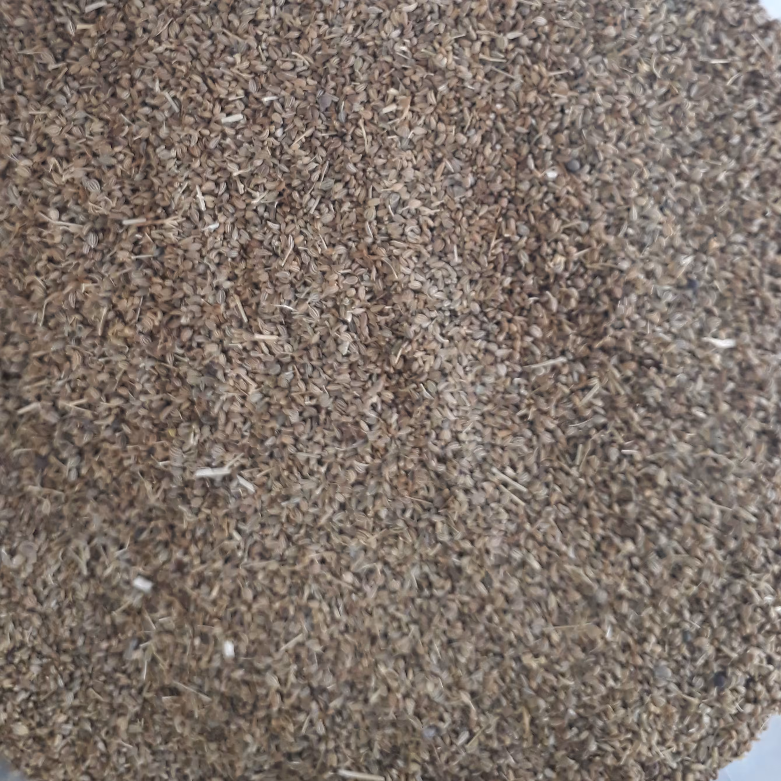 زنیان  نانخواه 