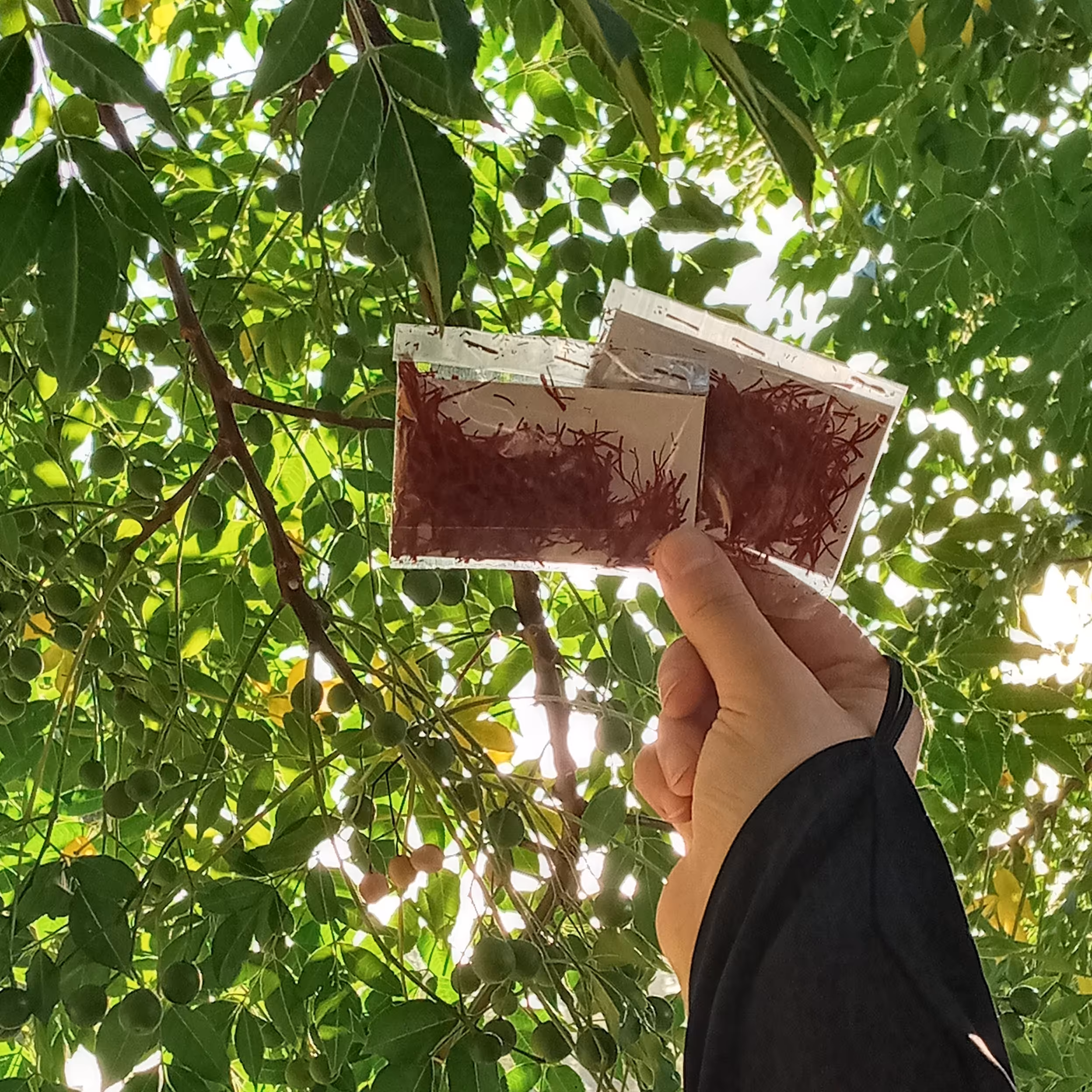 زعفران احمدآباد و اصل و بدون ناخالصی