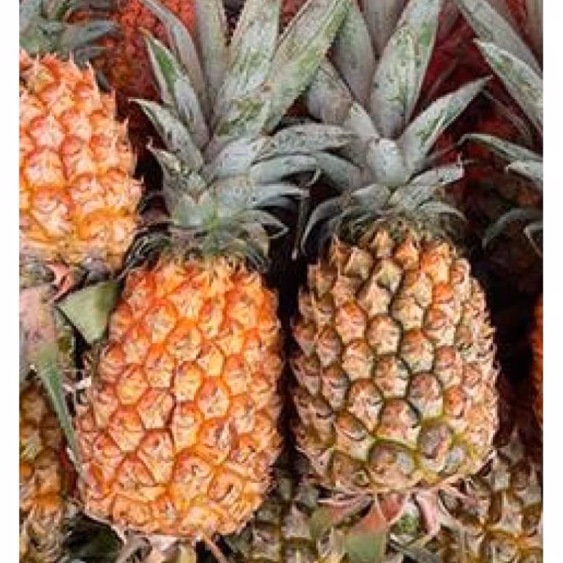 نهال آناناس