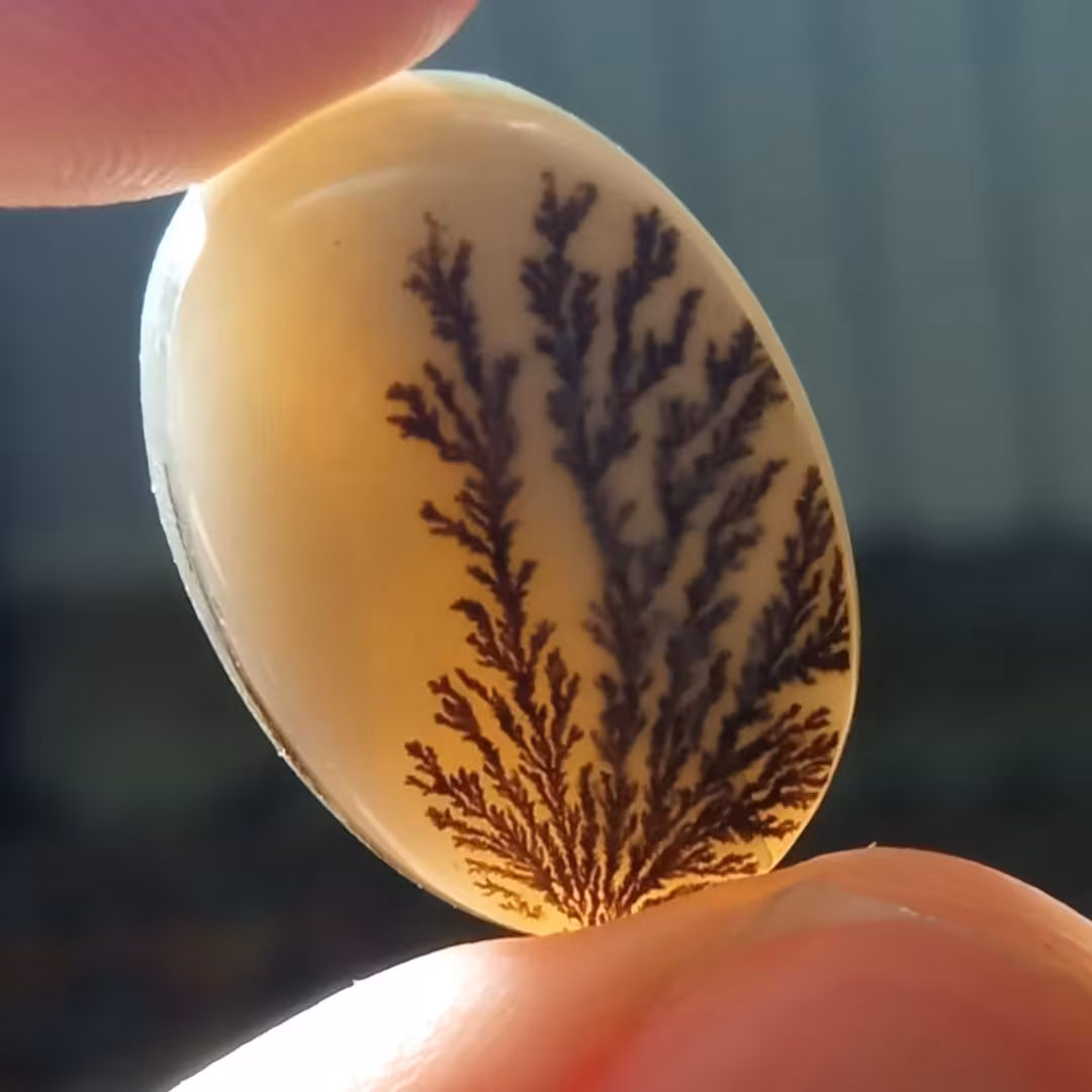 نگین شجر یمنی اصل تک درخت زیبا و طبیعی