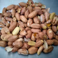 بادام زمینی آستانه درجه 1