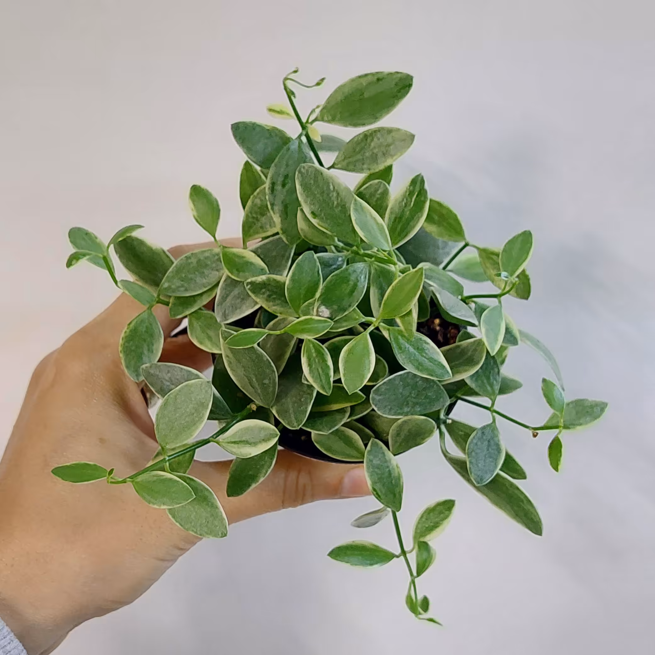 دیسچیدیا ابلق(دیسچیدیا اویانتا)