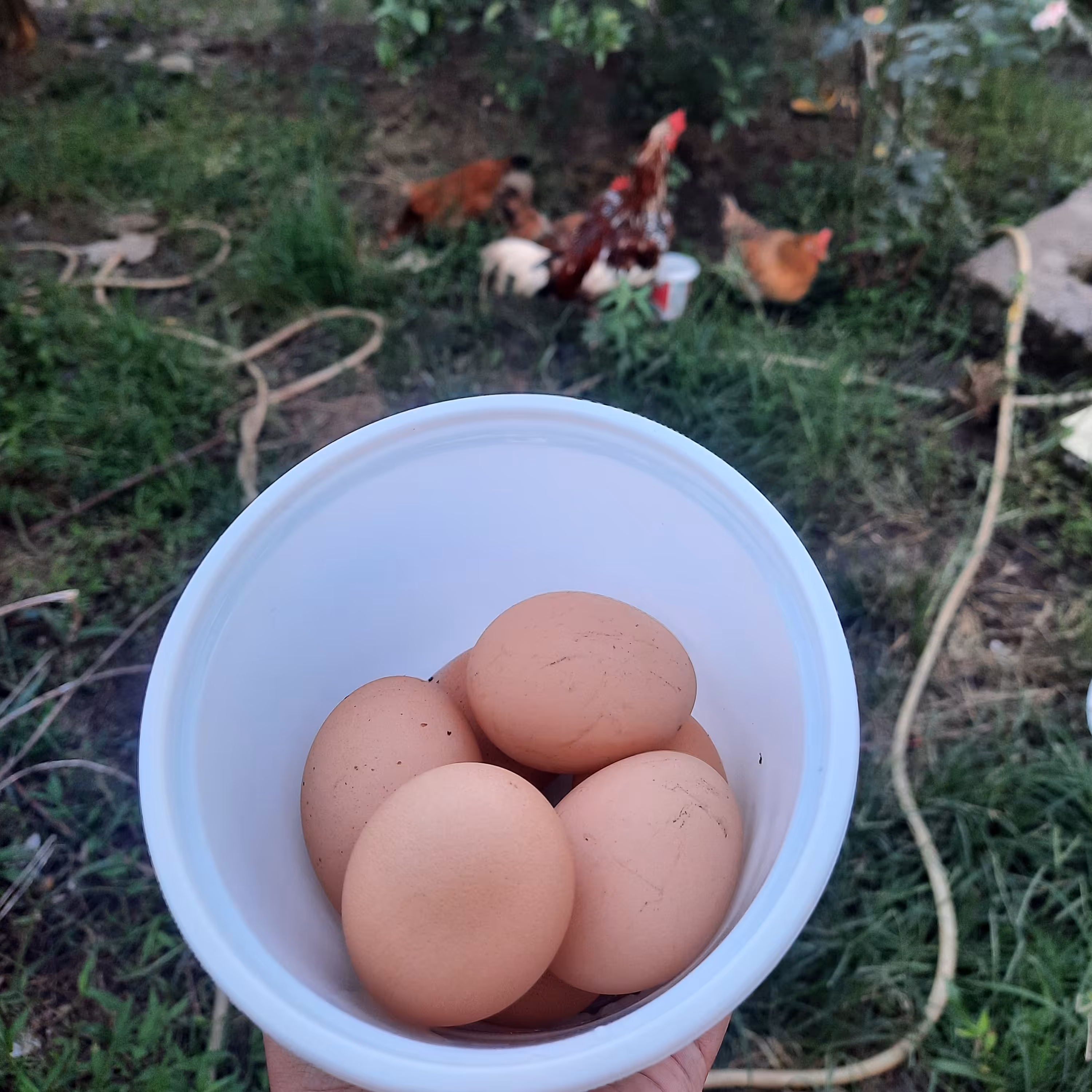 تخم مرغ محلی