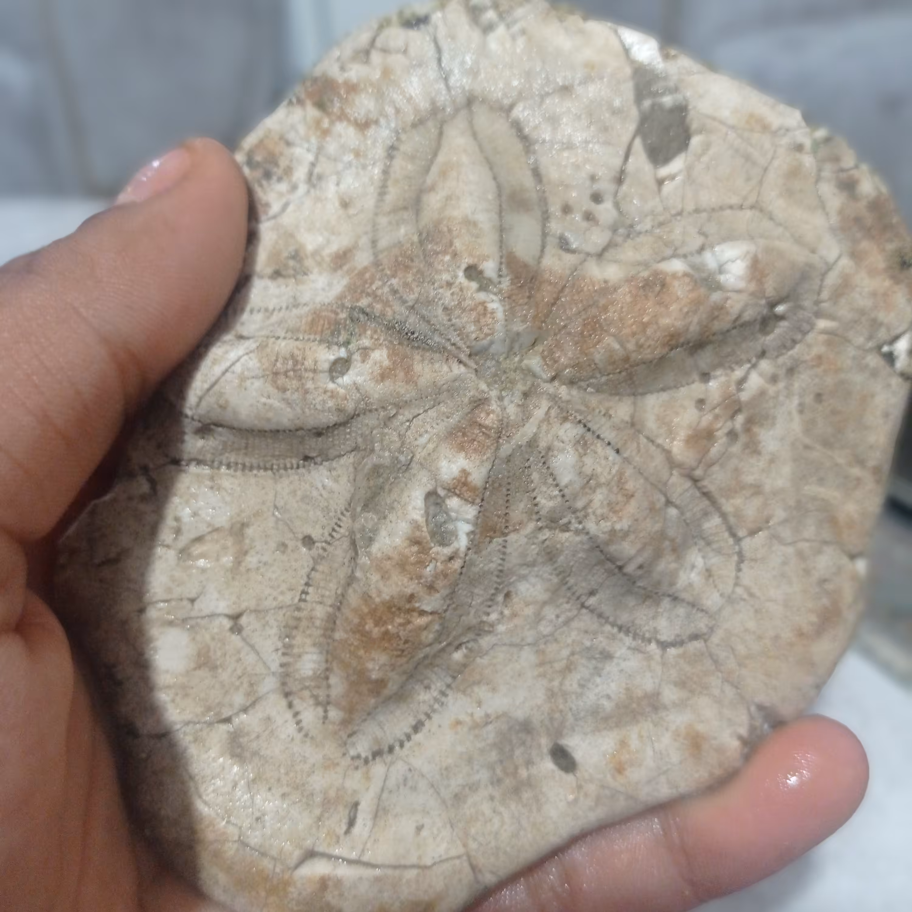 انواع فسیل خارپوست و ستاره دریایی بسیار بسیار زیبا فوق کلکسیونی مناسب برای دکور 