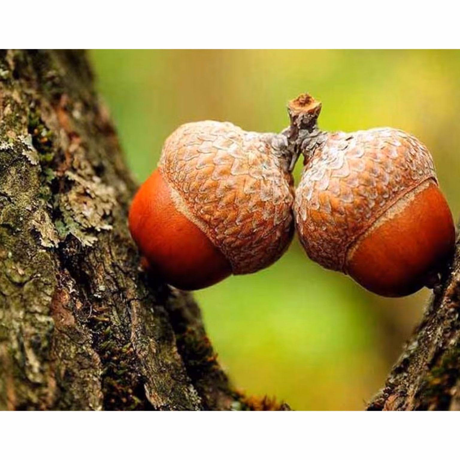 روغن جفت بلوط 30سی سی مناسب پوست صورت لیفیتنگ .کک ومک