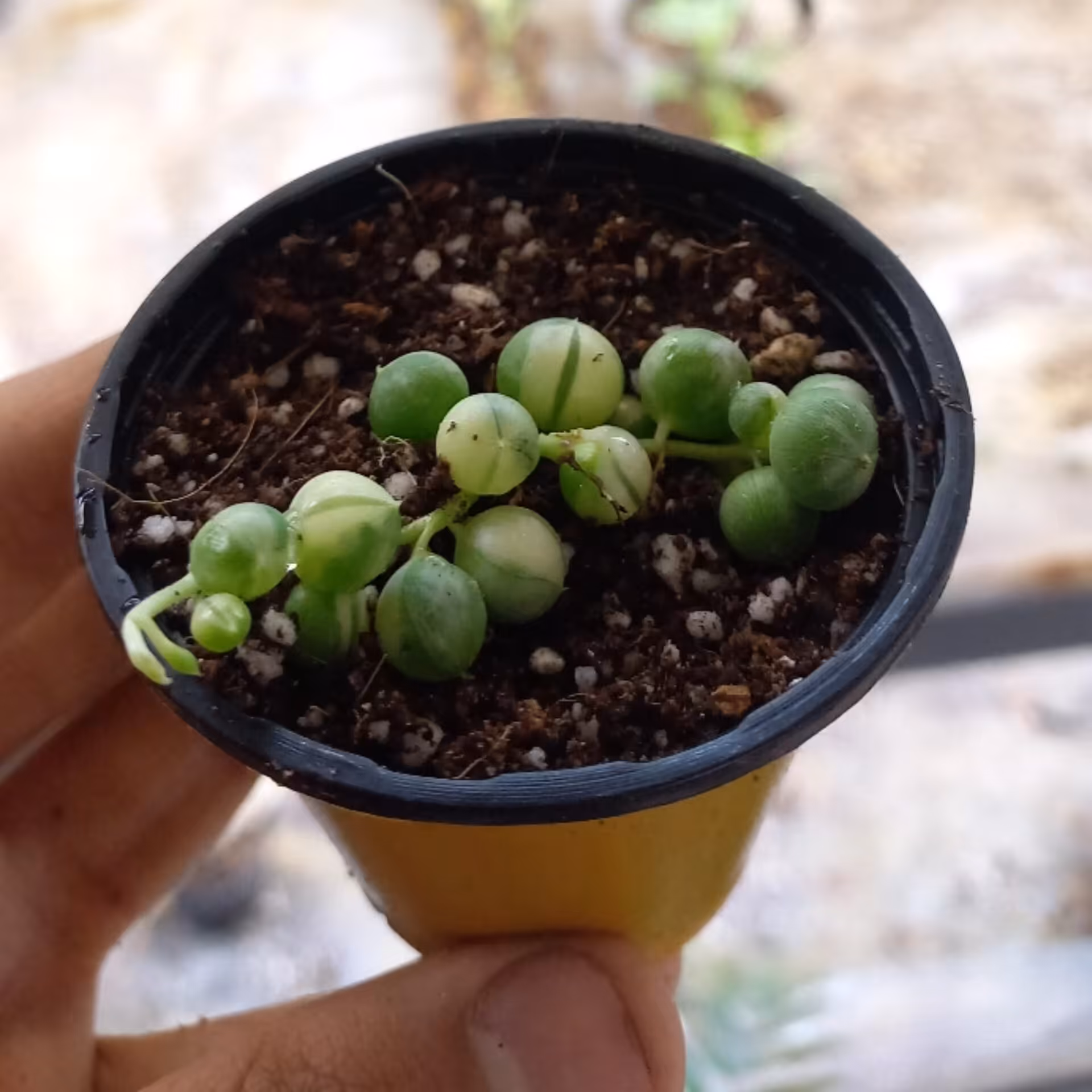 قلمه غوره ای ابلق گلدان سایز 6