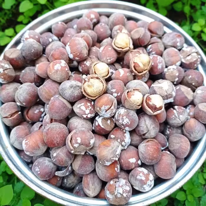 فندق برشته براق نمکی خندان دو کیلویی