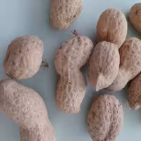 بادام زمینی  آستانه  خام با غلاف پوستی  برداشت1403(1000گرمی )