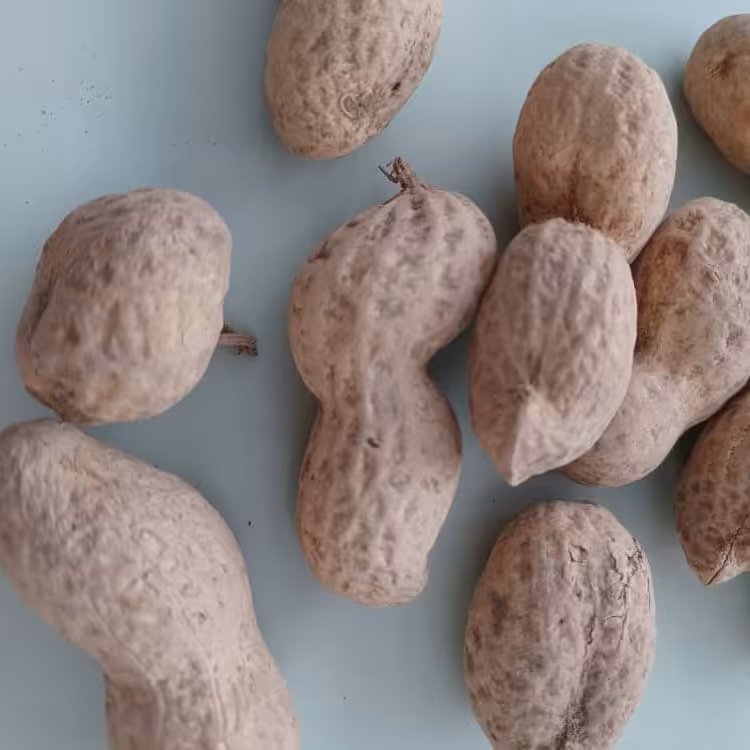 بادام زمینی  آستانه  خام با غلاف پوستی  برداشت1403(1000گرمی )