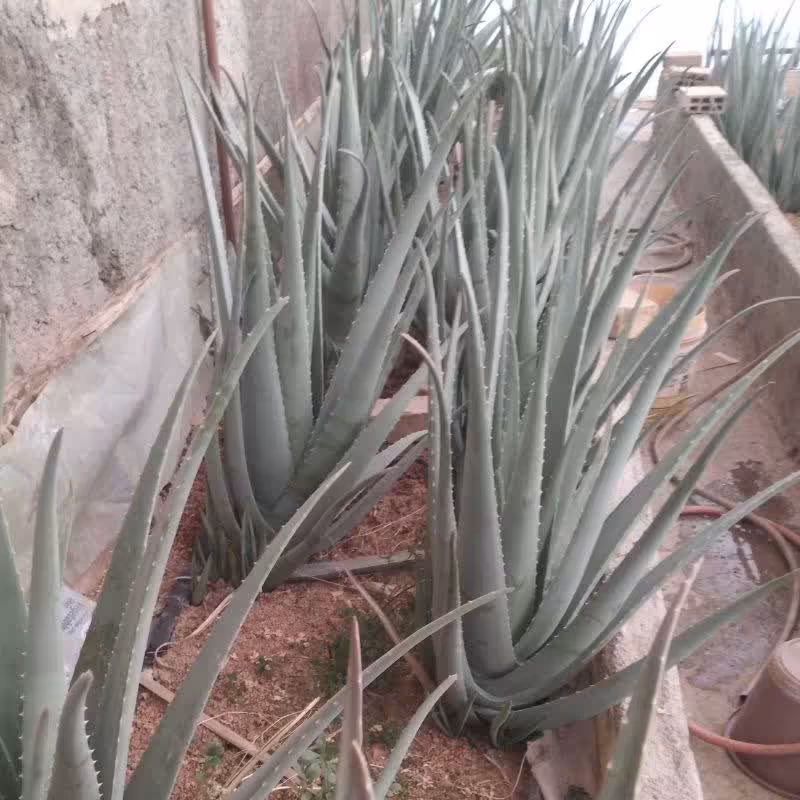 برگ الوئه ورا 