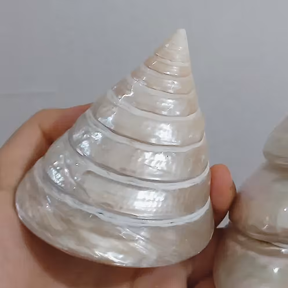 صدف هرمی براق  کد 2