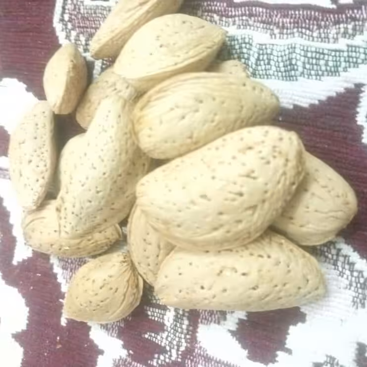 بادام سنگی صادراتی
