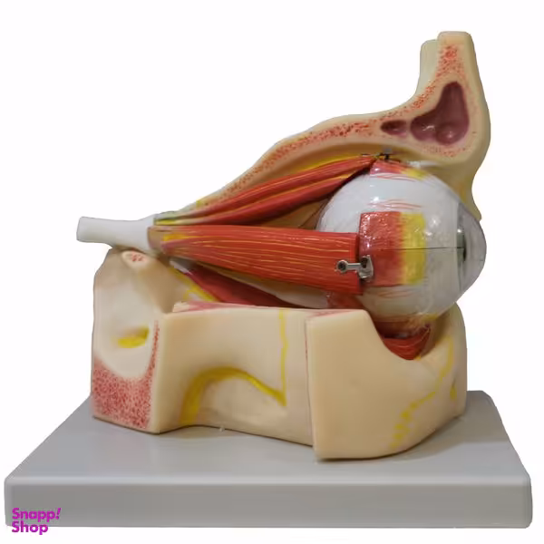 بازی آموزشی طرح ساختار چشم کد 115