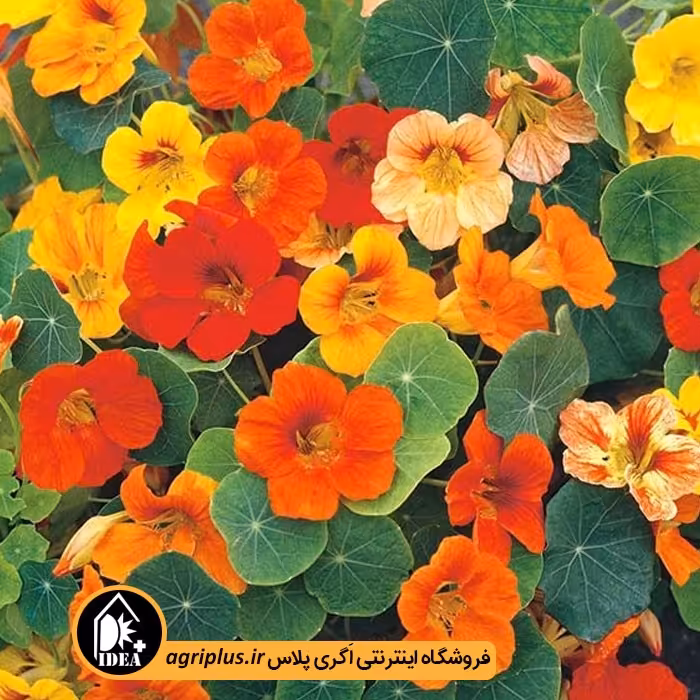 بذر گل لادن