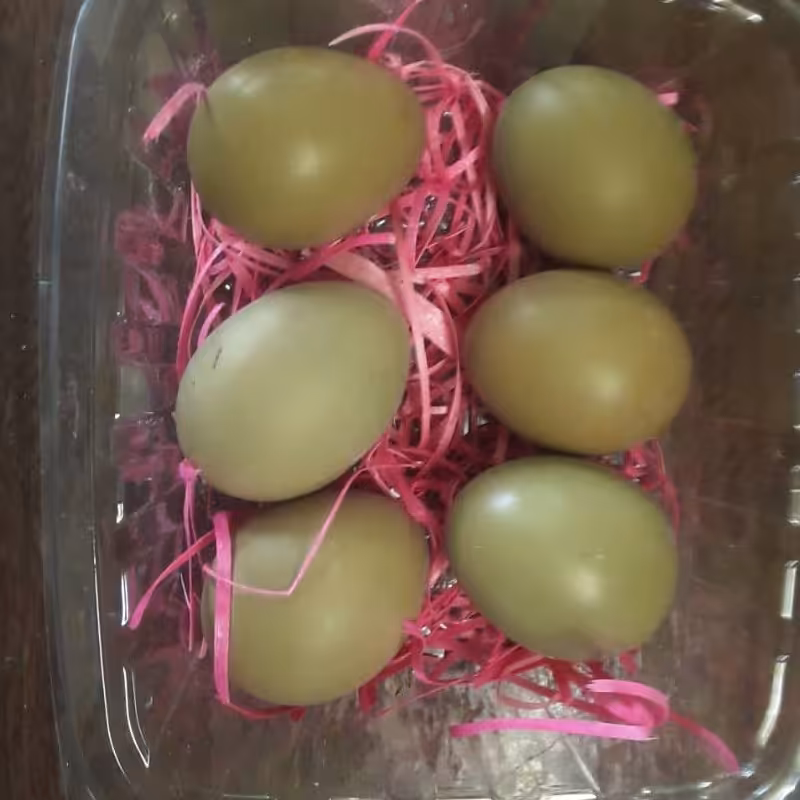 تخم قرقاول خوراکی پُروتی