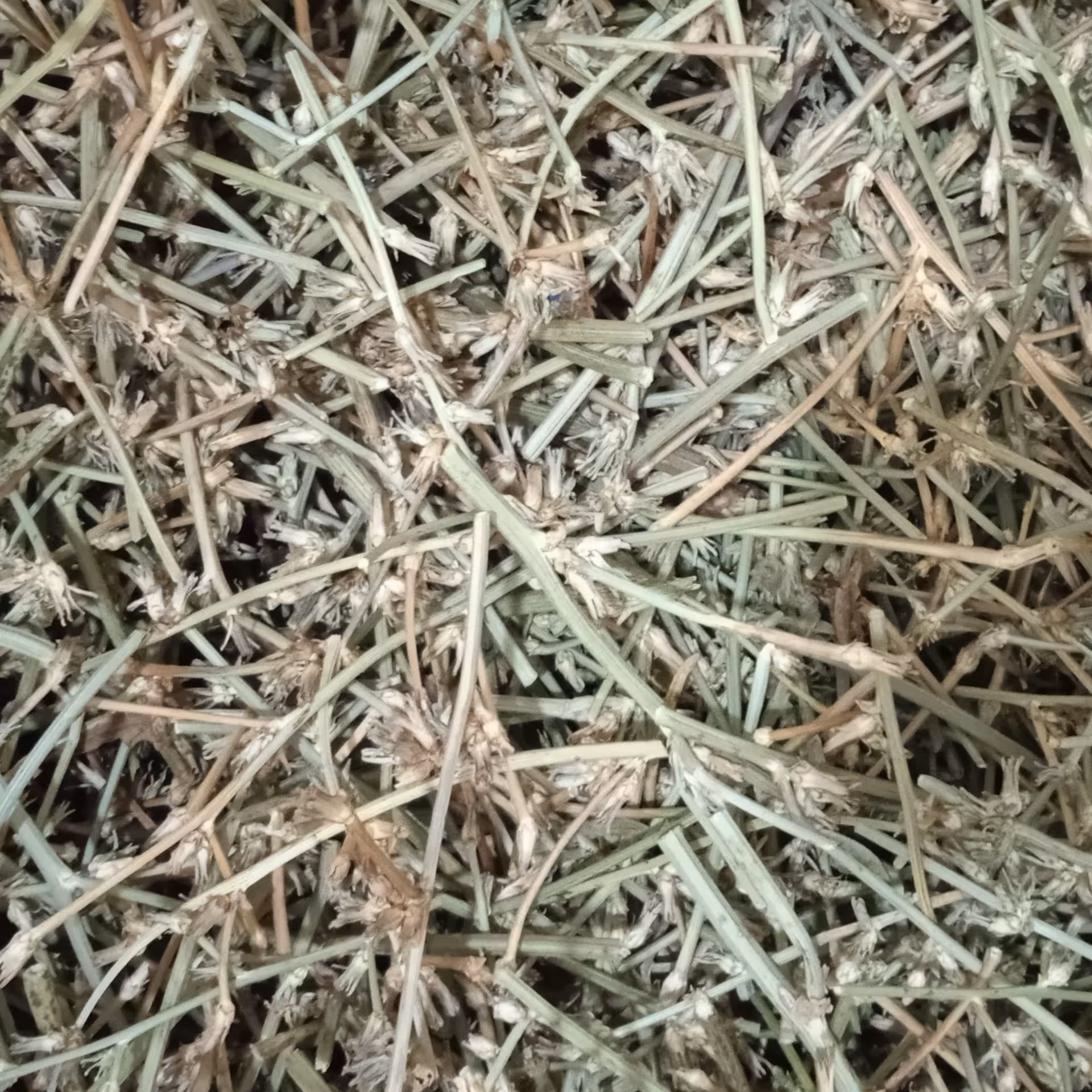 کاسنی کوهی 75گرم محصول بهشت ایران زمین گروه موادغذایی مهتاب