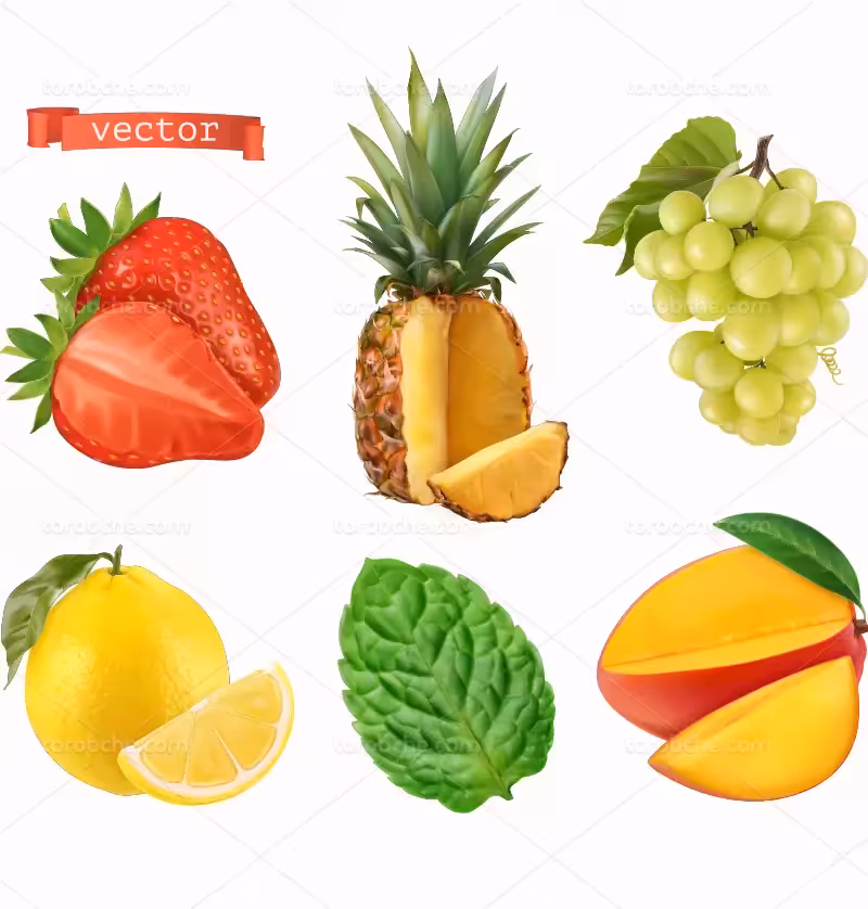 وکتور انواع میوه های تازه و خوشمزه | گرافیک با طعم تربچه