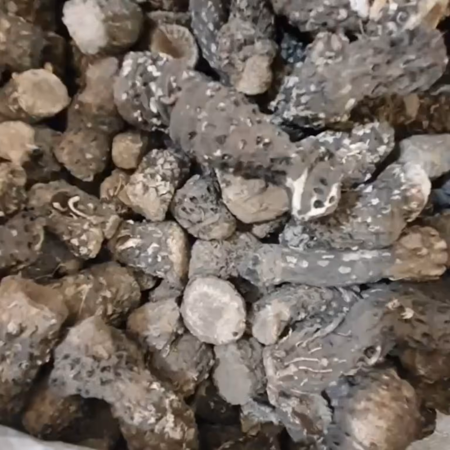 ریشه گیاه کندش اصل سوری 100 گرم 