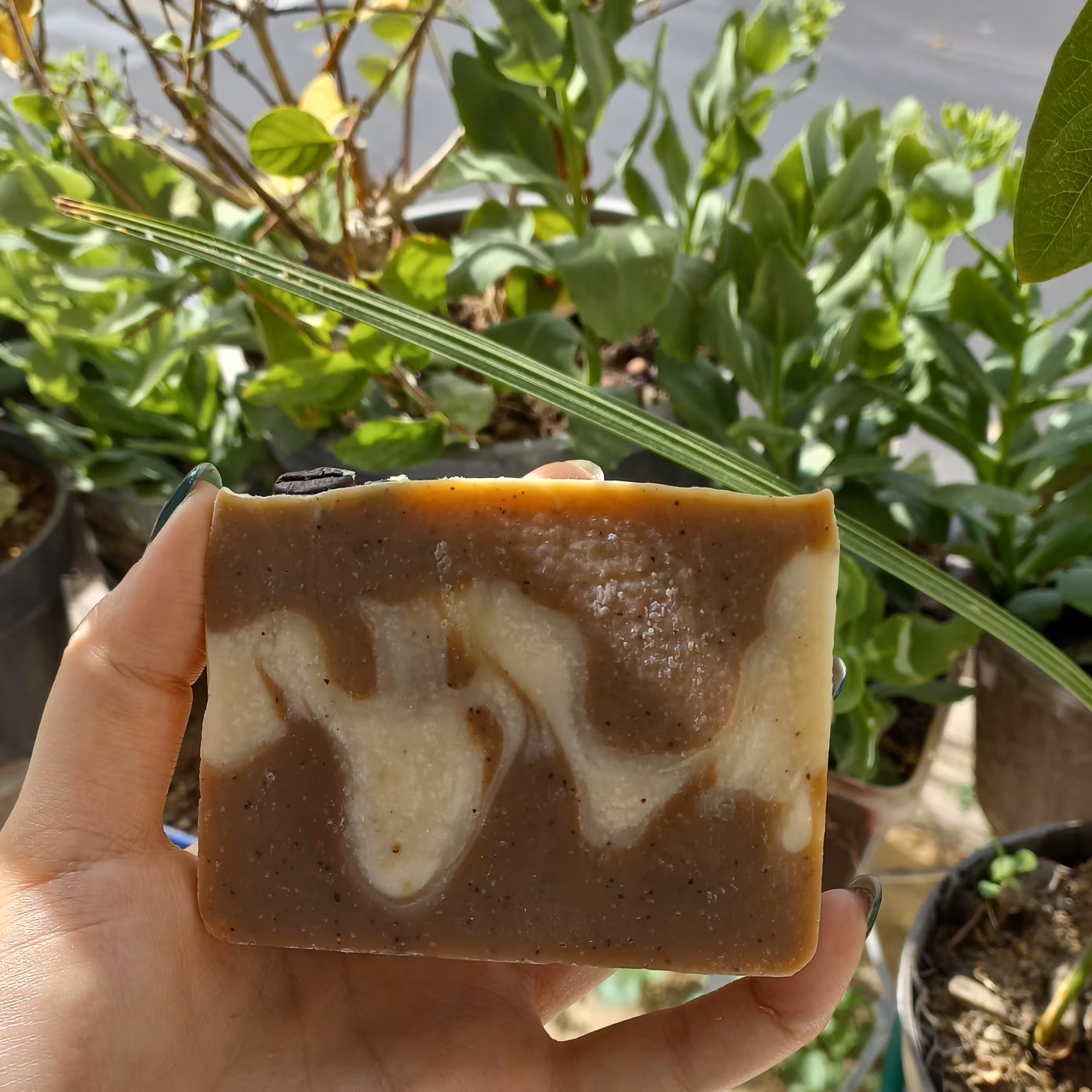 صابون قهوه لونا