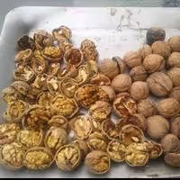 گردوی مراغه کاغذی