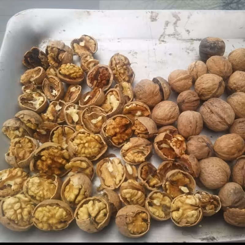 گردوی مراغه کاغذی