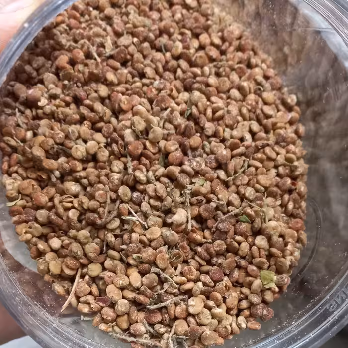 سماق درشت واعلا تنظیم کننده ی فشار  وچربی خون