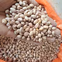 لوبیا چیتی ممتاز (5000گرمی)