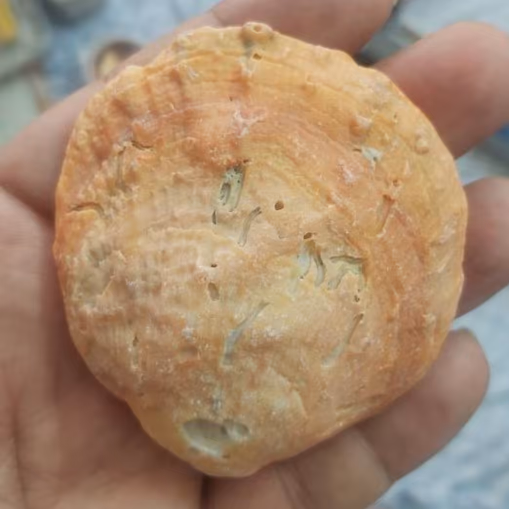 صدف فیسلی سایز درشت در رنگ های مختلف