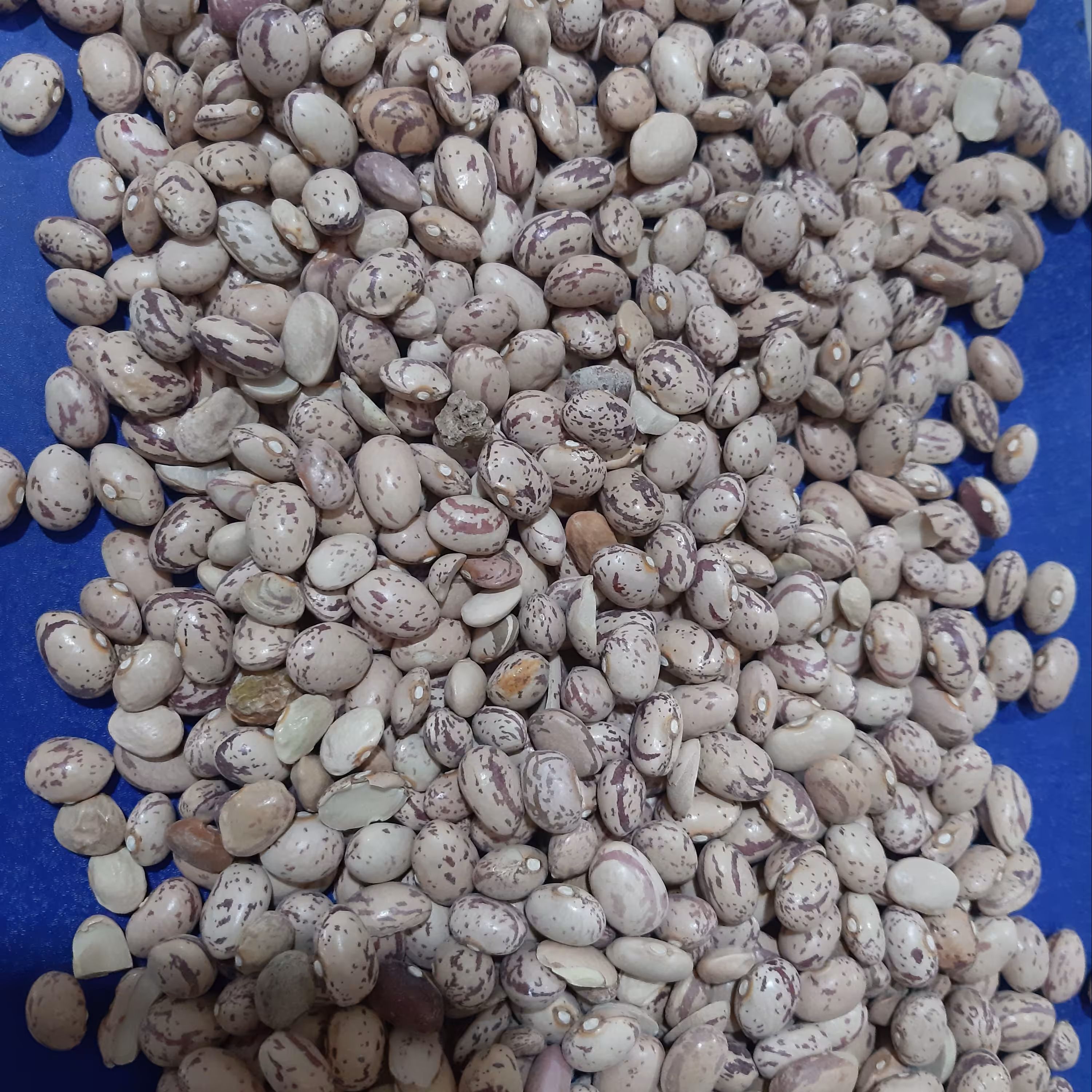 لوبیا چیتی اعلاء 90 در صد پاک شده یک کیلو گرمی 