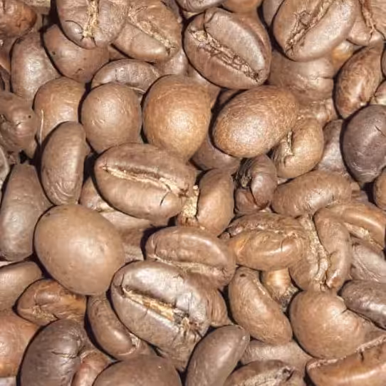 قهوه ربوستا اوگاندا