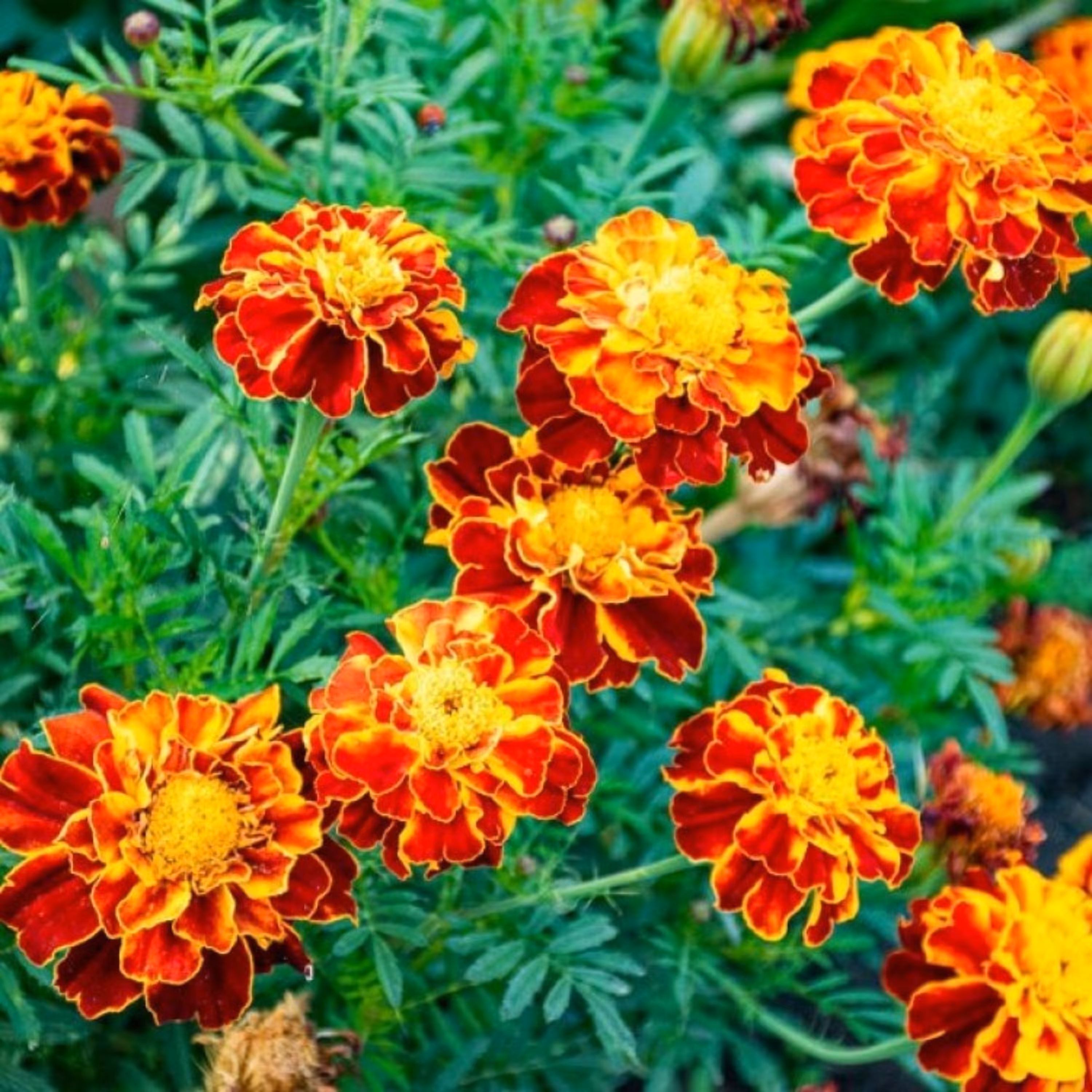 بذر گل جعفری خوراکی 20 عددی