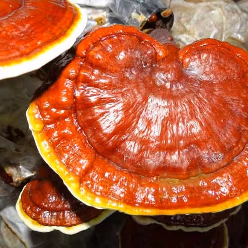 پودر عصاره گانودرما (ریشی) بالک 10 گرمی