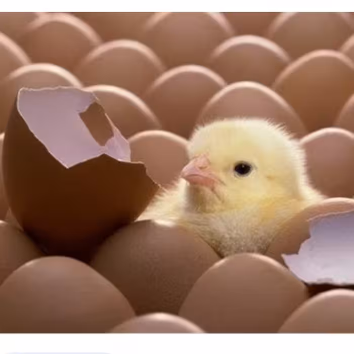 تخم مرغ نطفه دار  در شانه سی تایی مرغ بومی محلی مخصوص دستگاه جوجه کشی