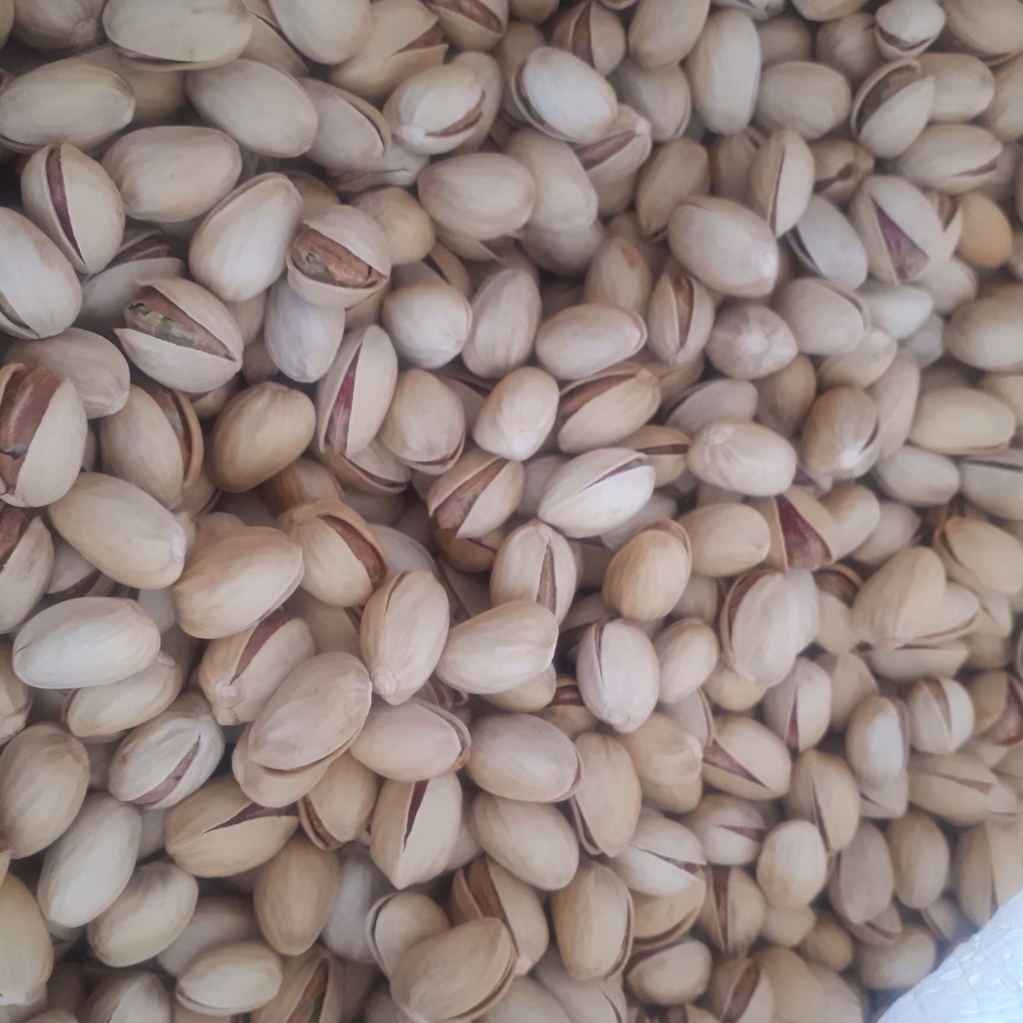 پسته احمدآقایی کرمان
