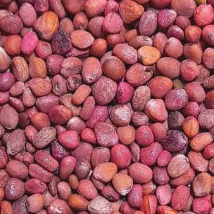 تخم تربچه قرمز یک کیلویی عطاری دستانی