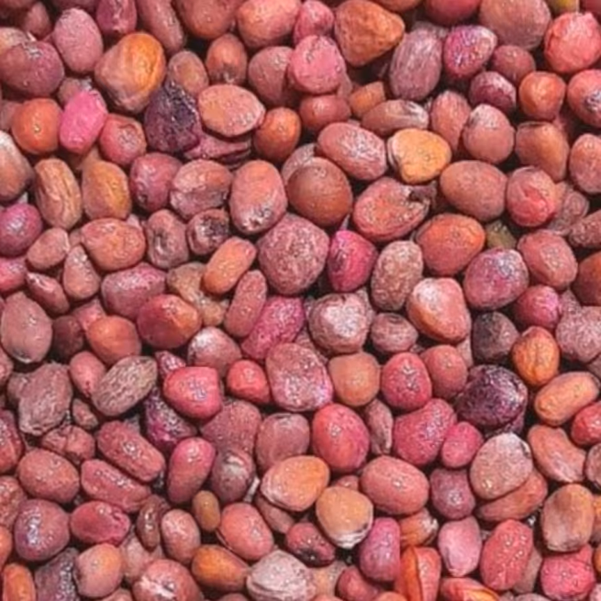 تخم تربچه قرمز یک کیلویی عطاری دستانی
