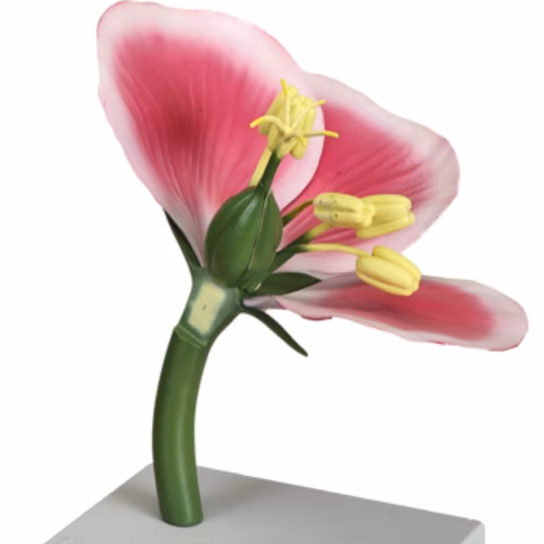 مدل (مولاژ) ساختمان گل