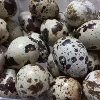 تخم بلدرچین نطفه دار..ارسال با دفتر چاپارو  هزینه  ارسال به صورت پس کرایه...لطفاتوضیحات رو مطالعه کنید. 