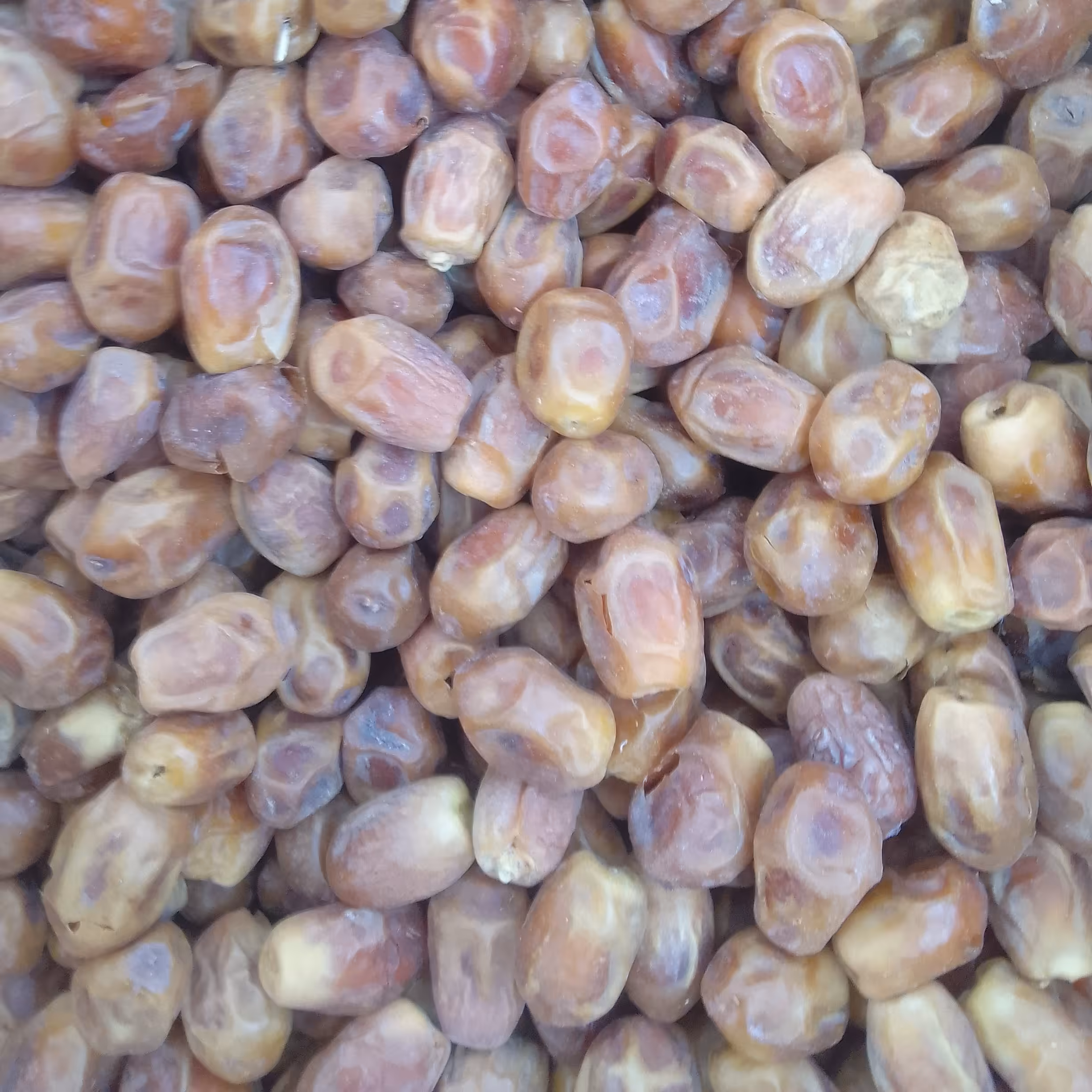 خرما زاهدی تازه