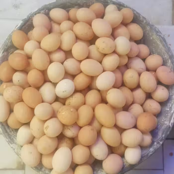 تخم مرغ رسمی محصولات طبیعی زیتون عددی
