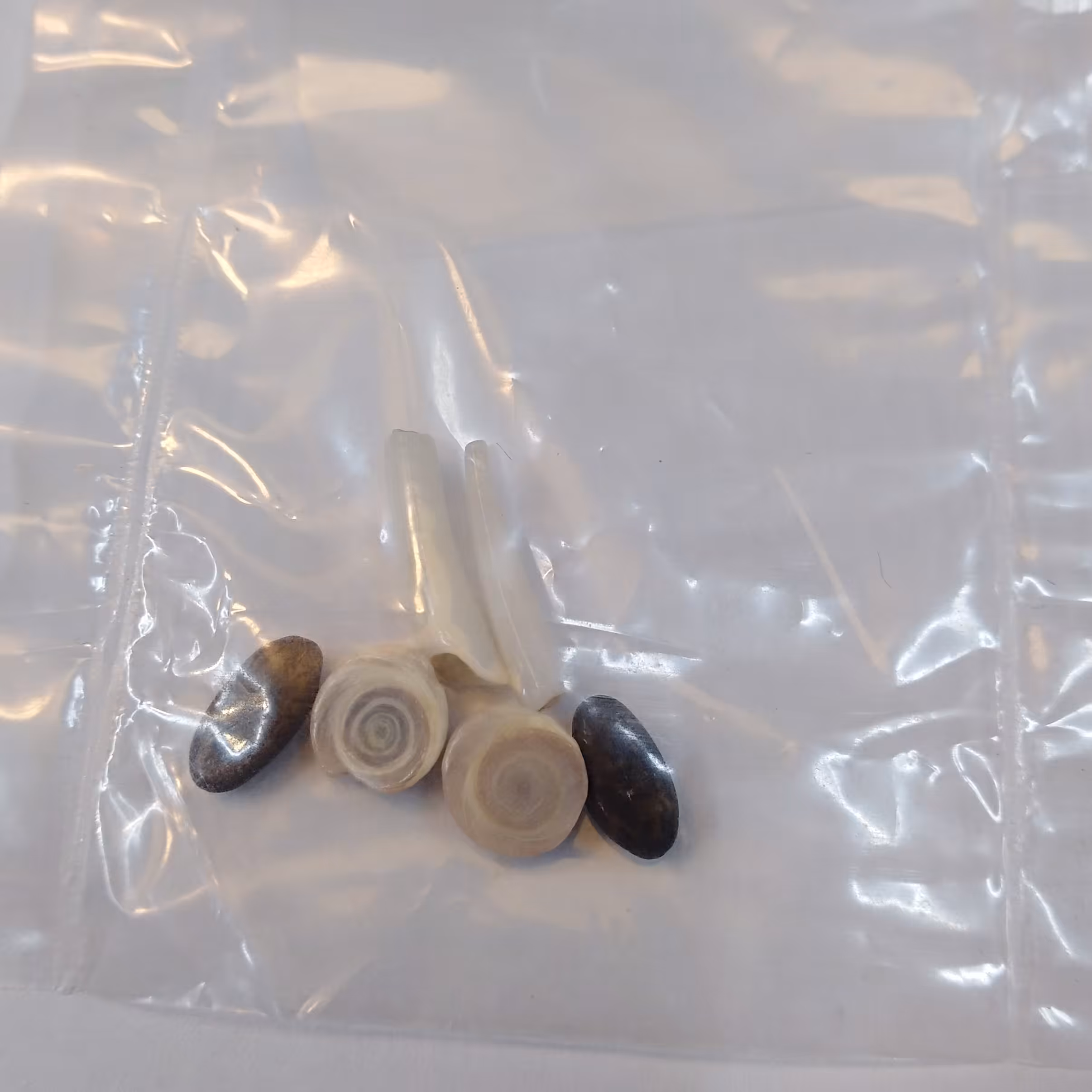 مهره ی سنگی صدف 