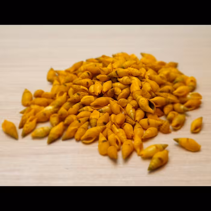 حلزون تزیینی کد01 بسته 60 عددی(صدف تزیینی)(تزیینات شمع)