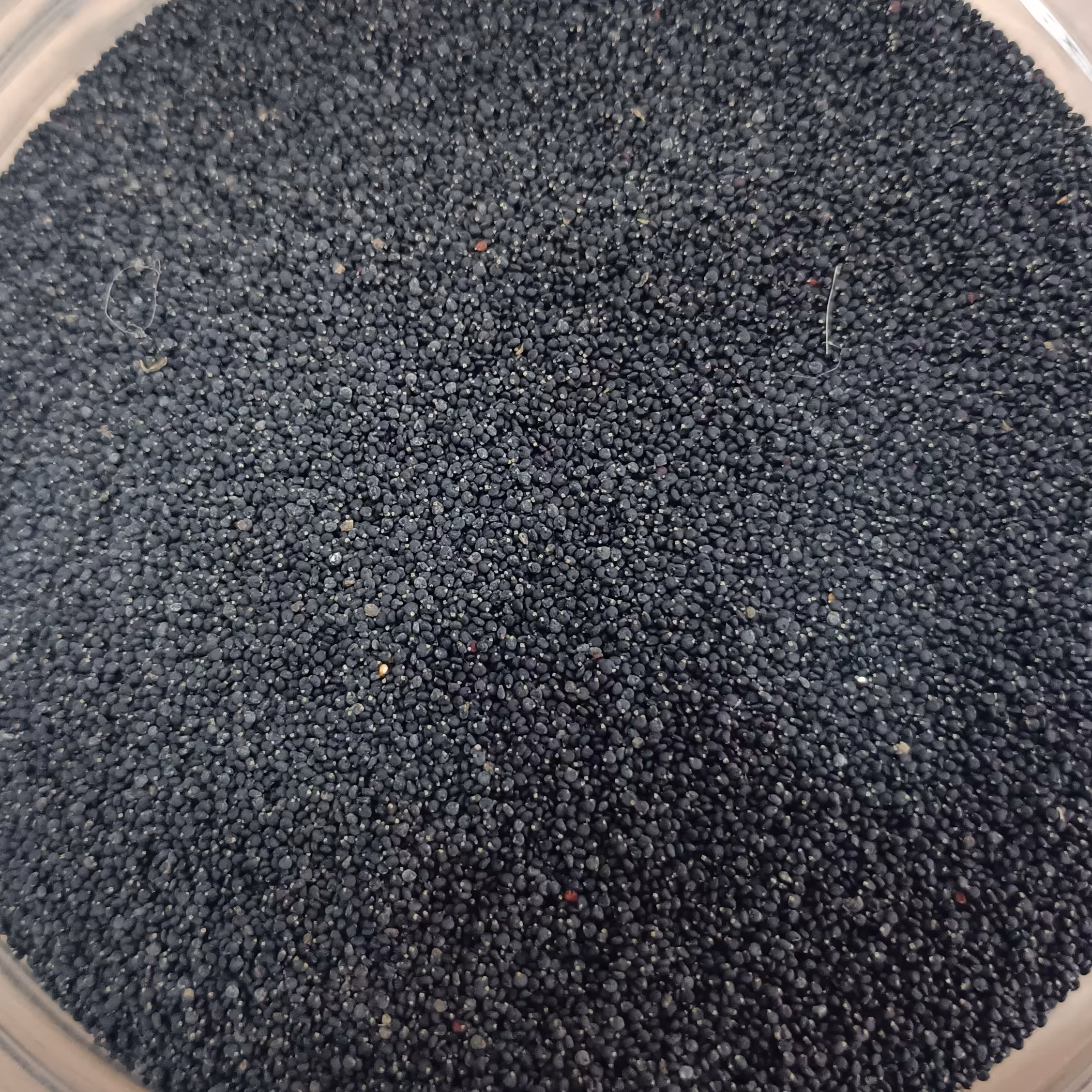 تخم خرفه اعلا 145 گرمی