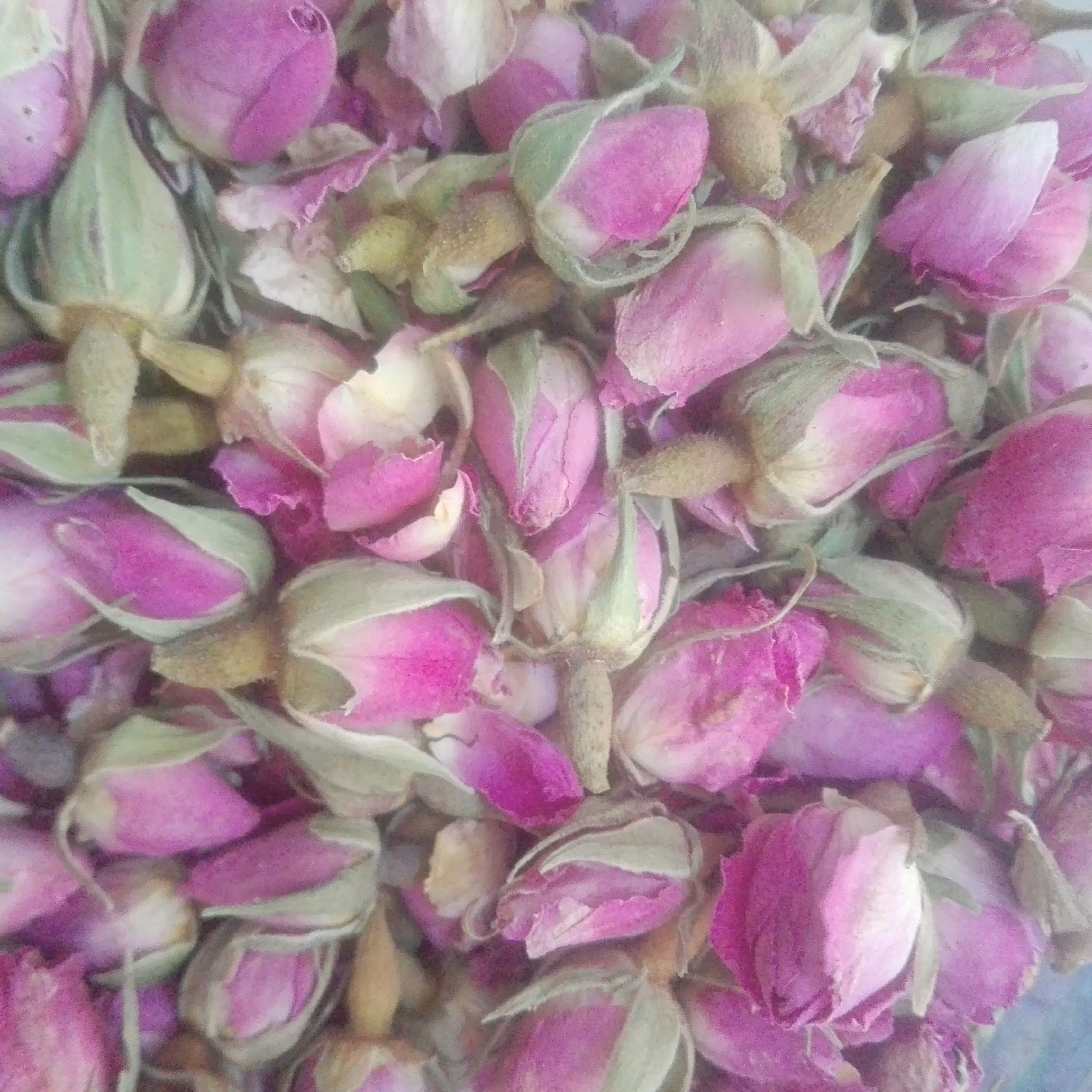 غنچه گل محمدی