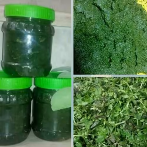 سبزی دلال ماست شمالی در بسته های 3 کیلویی 