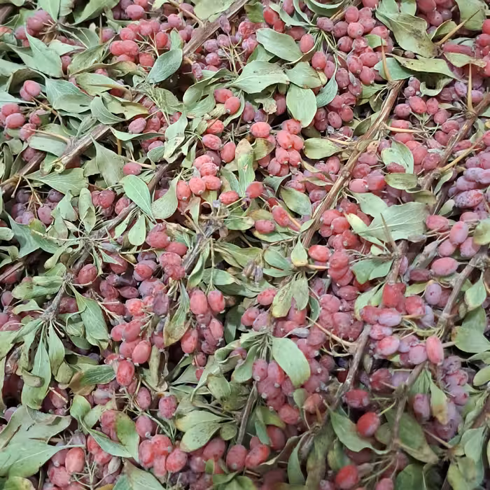 زرشک تازه(یک کیلویی)