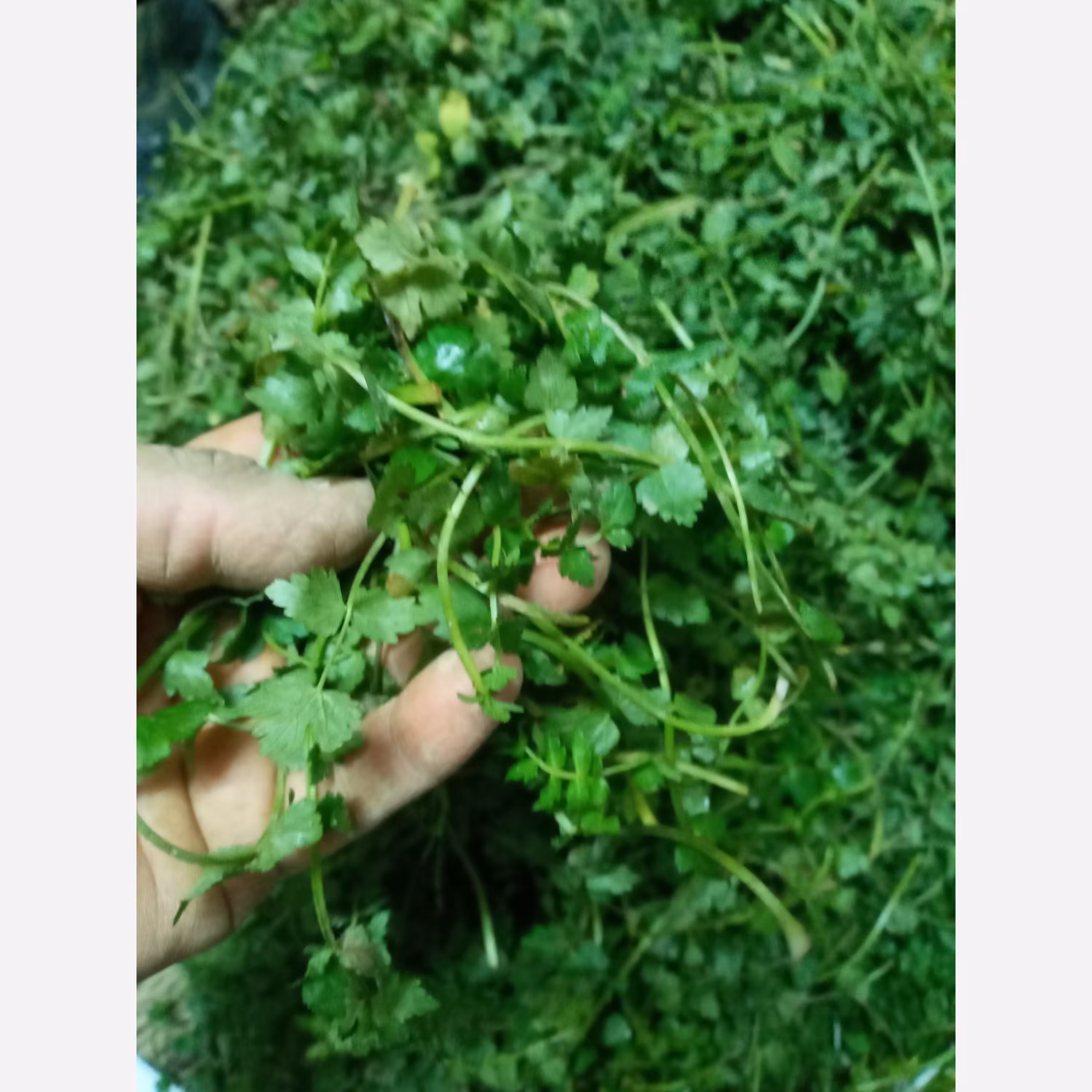 سبزی خشک اناریجه در وزن 50 گرمی