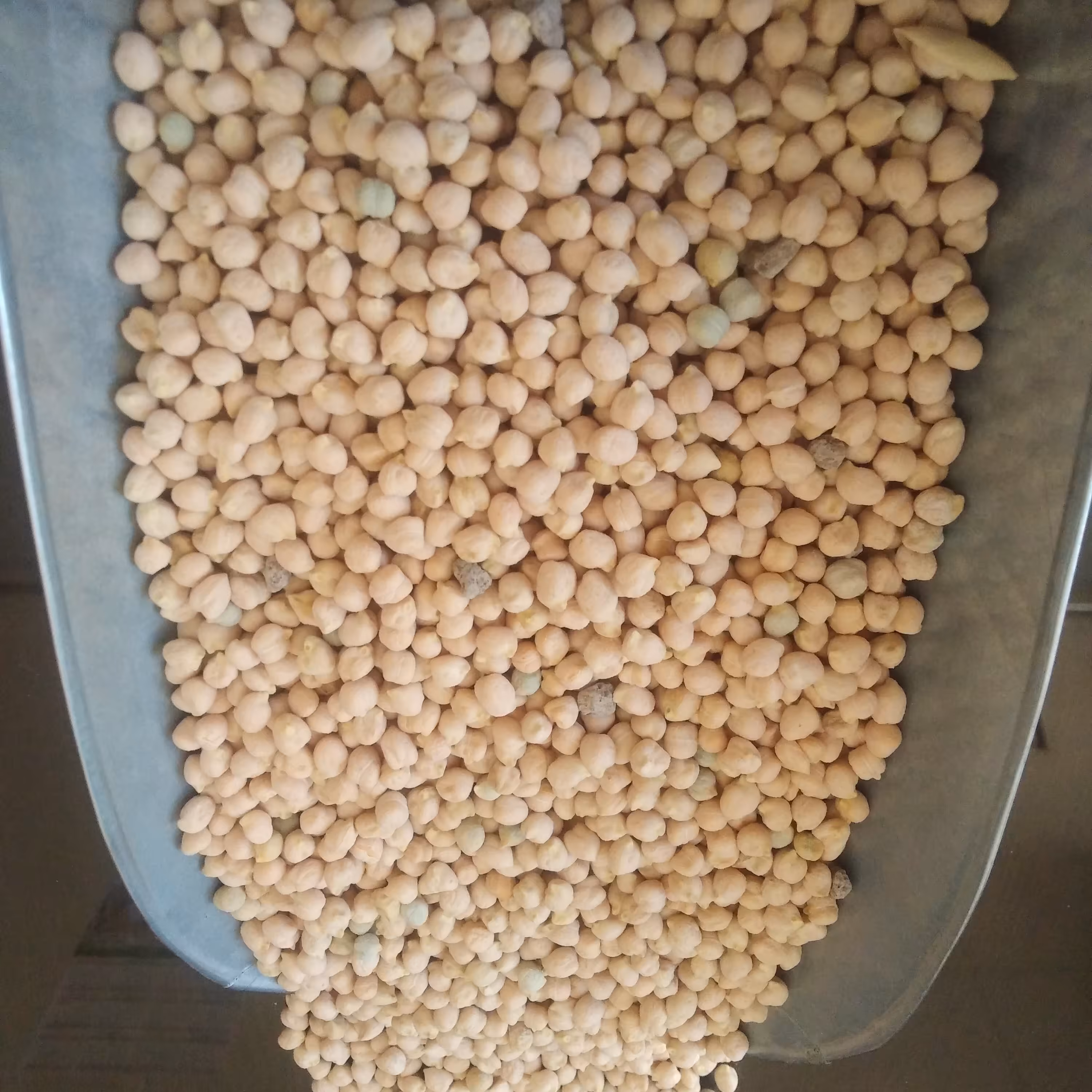 نخود ریز محلی ارگانیک