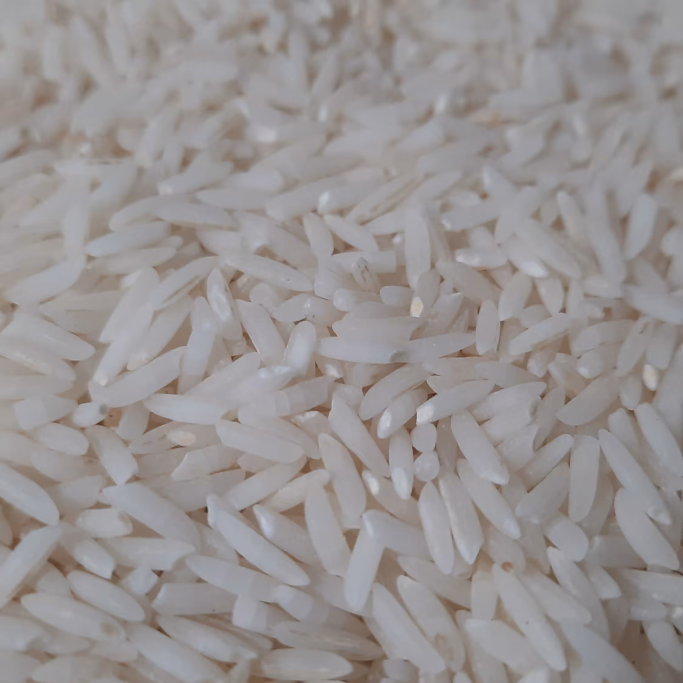 برنج درجه یک طارم دم سیاه مینودشت کشت پائیزه بوجاری شده