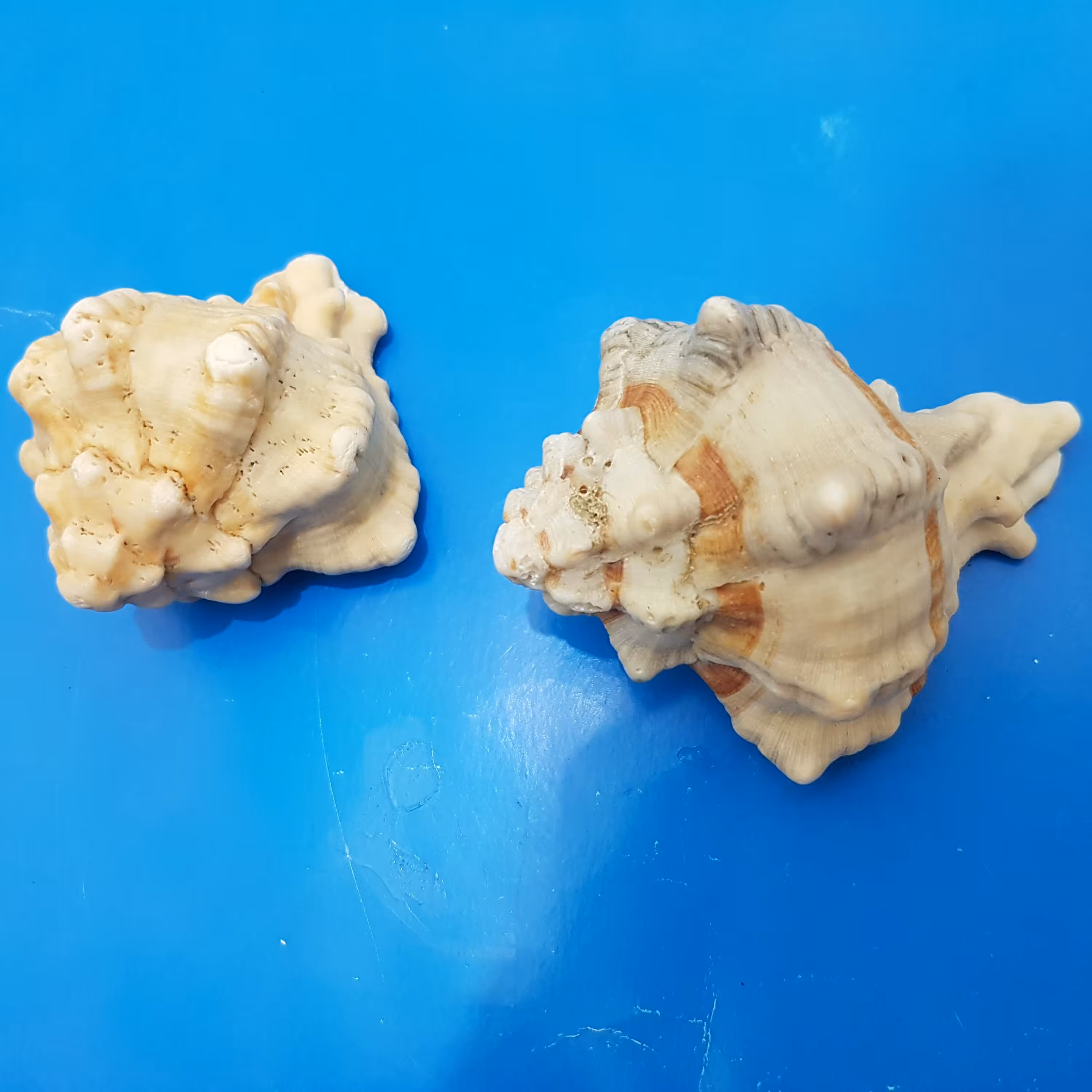 گوش ماهی بزرگ 5-6 سانتی